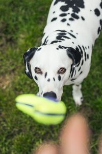 Close-up portrait of dog