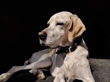 Close-up of a dog over black background