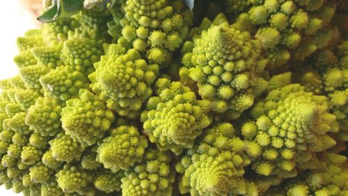 Close-up of fresh green plants
