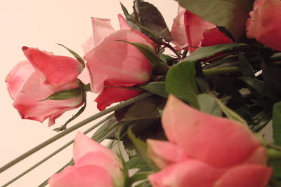 Close-up of pink flowers blooming