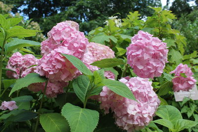Close-up of pink flowering plant