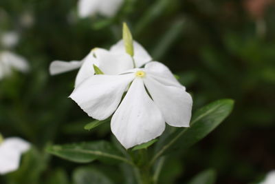 Close-up of white flowering plant