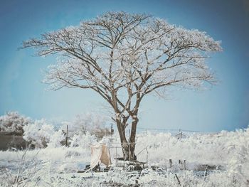 Bare trees on field