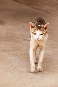 Cat walking like a tiger