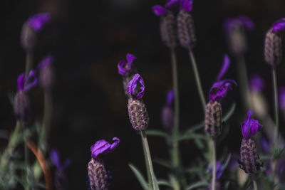 Close-up of purple flowering plants on field