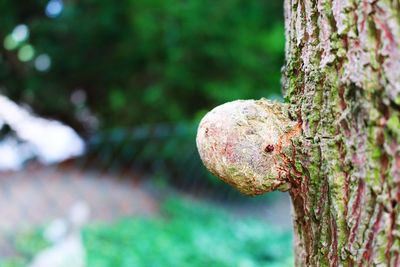 Close-up of insect on tree trunk