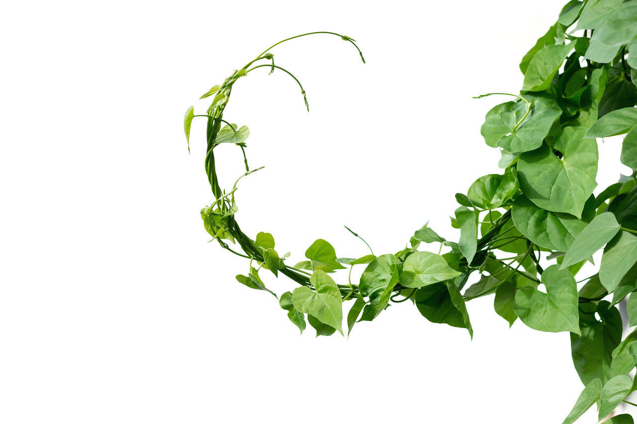 LOW ANGLE VIEW OF GREEN LEAVES AGAINST WHITE BACKGROUND