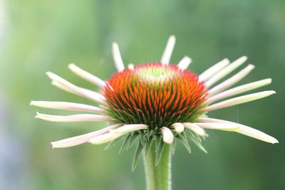 Close-up of red daisy flower