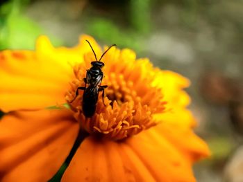 Close-up of butterfly pollinating on flower