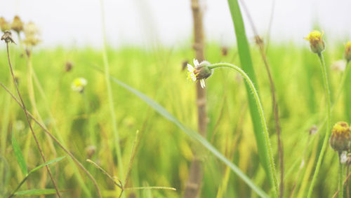 Close-up of flowering plants on land