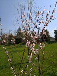 Cherry blossom tree in field