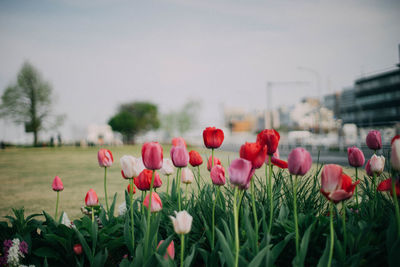 Close-up of pink flowers blooming in field