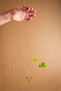 A woman's hand with a little fresh parsley.