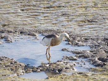 View of bird on beach