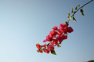 Low angle view of flower tree against clear sky