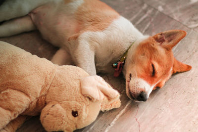 High angle view of dog sleeping