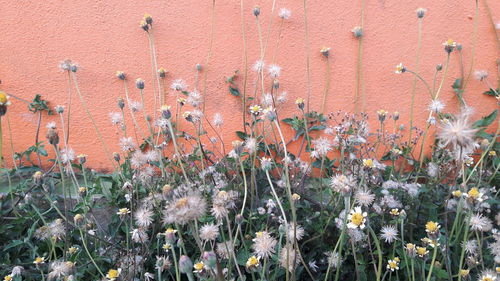 Close-up of flowering plants against wall