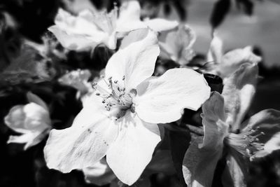 flowering plant