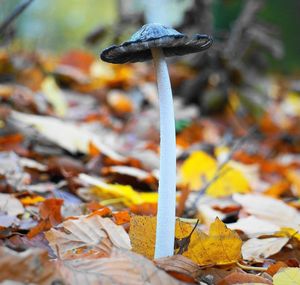 Close-up of mushroom on autumn leaves