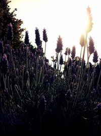 Plants growing on field