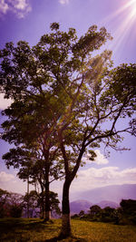 Low angle view of trees on field against sky