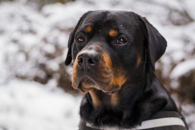 Close-up portrait of black dog