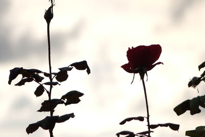 Low angle view of plant against sky