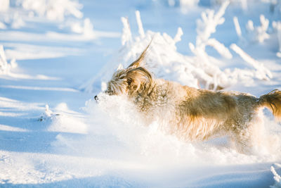 View of dog in snow