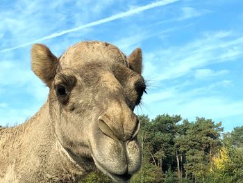 Close-up of an animal on land against sky