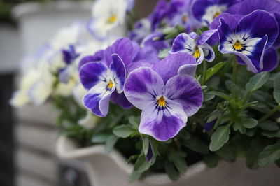 Close-up of purple flowers