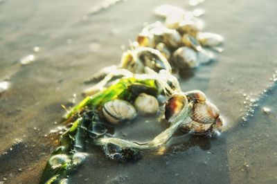 Close-up of crab on beach