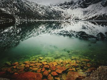 Reflection of plants in calm lake