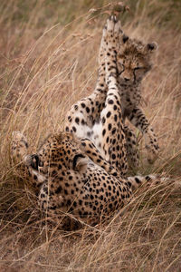 Cheetahs fighting on grassy field in forest