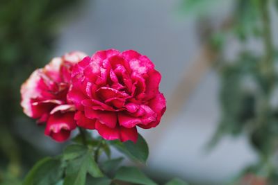 Close-up of pink rose