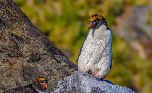 Close-up of sparrow perching on rock