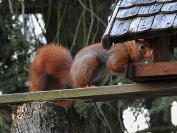 Close-up of squirrel eating 