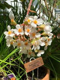 Close-up of white flowering plant