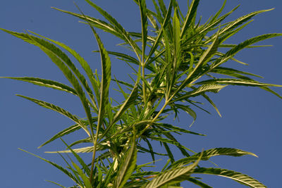 Close-up of fresh green plant against blue sky