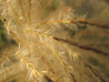 Extreme close-up of pampas grass