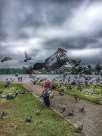 Seagull flying over grass against sky