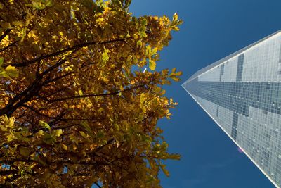 Low angle view of tree against sky