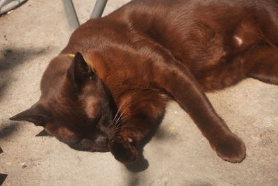 High angle view of dog sleeping