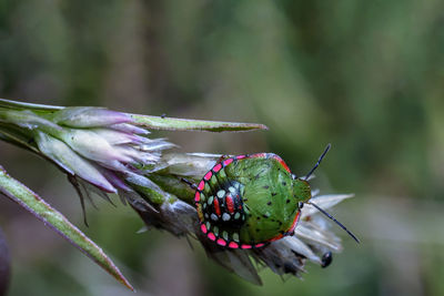 Close-up of insect on plant