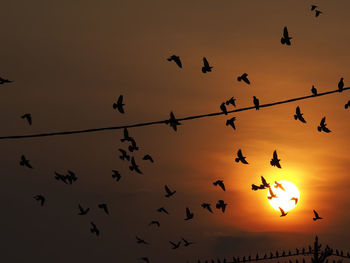 Low angle view of silhouette birds flying against sky during sunset