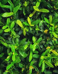 Full frame shot of green leaves