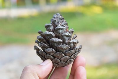 Close-up of hand holding pine cone