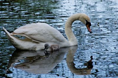 Swan and cygnet swimming in lake