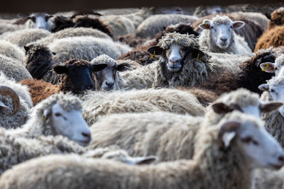 The sheep peacefully graze in the pen. a lot of beautiful lambs. the rays of the sun illuminate.