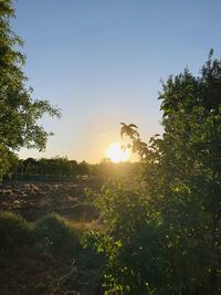 Plants growing on field against bright sun