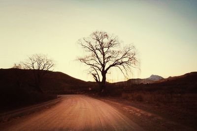 Road passing through bare trees